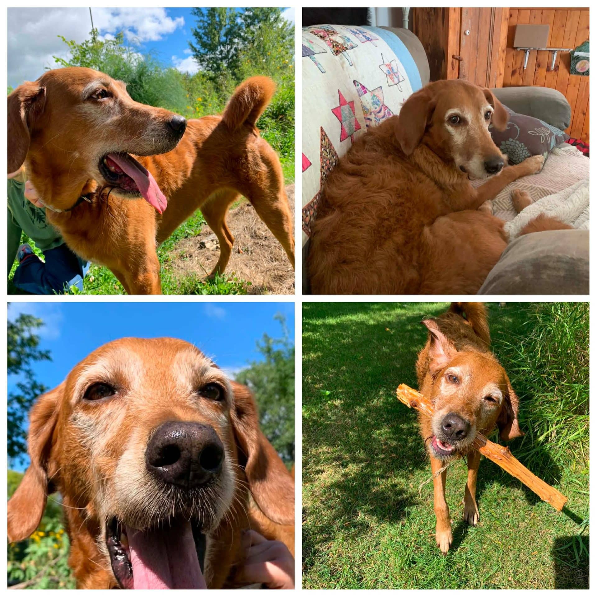 Sabrina - Golden Retriever Mix available for adoption at Hull's Haven Border Collie Rescue in Winnipeg
