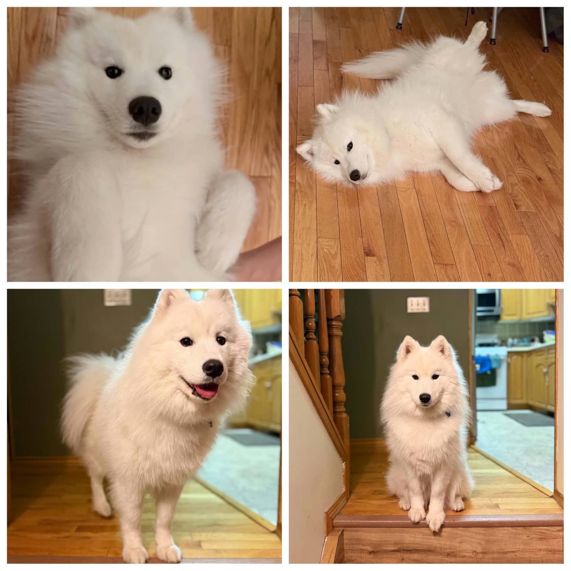 Ruby - Samoyed available for adoption at Hull's Haven Border Collie Rescue in Winnipeg