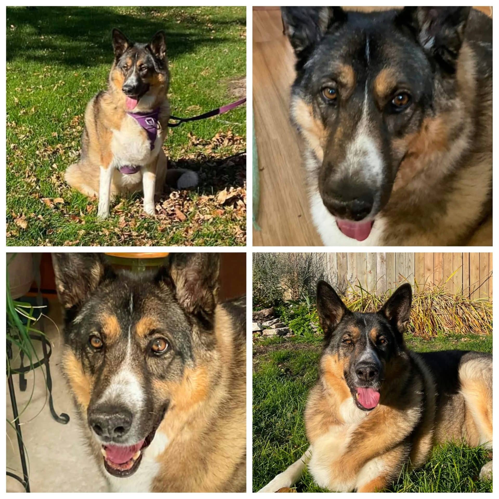 Sadie - Shepherd Mix available for adoption at Hull's Haven Border Collie Rescue in Winnipeg