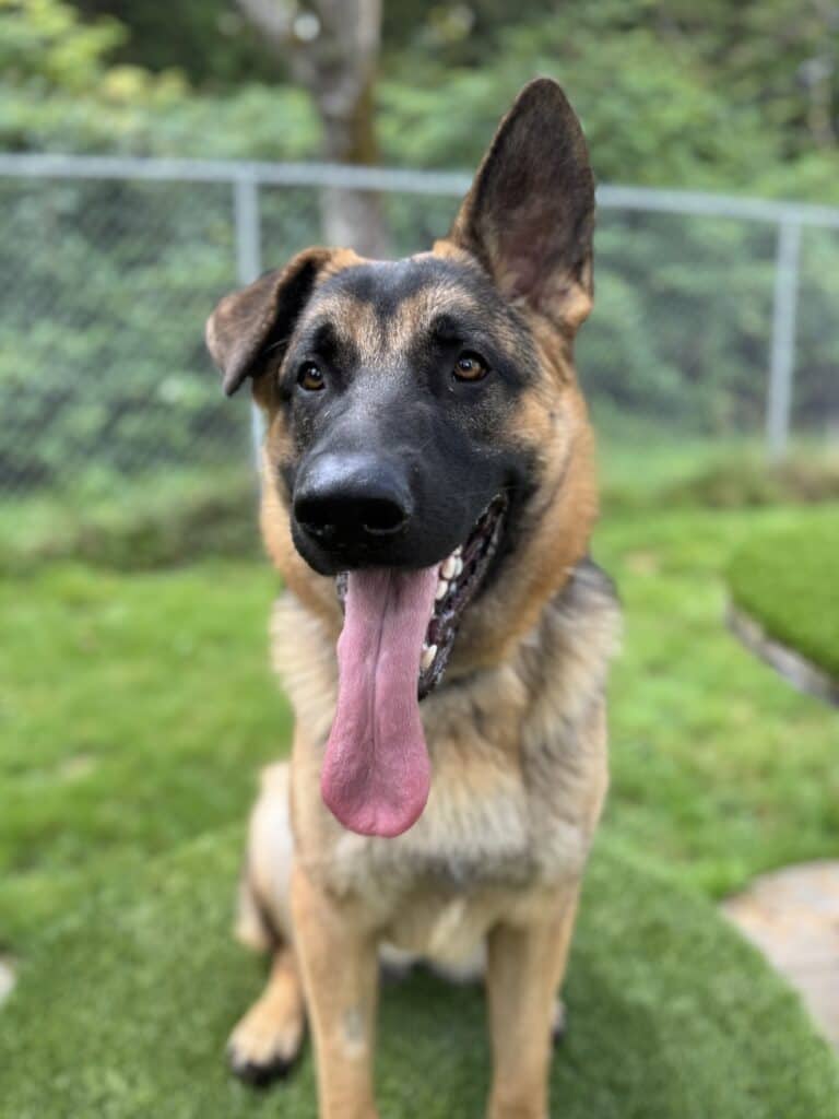 Maple - Mixed Breed available for adoption