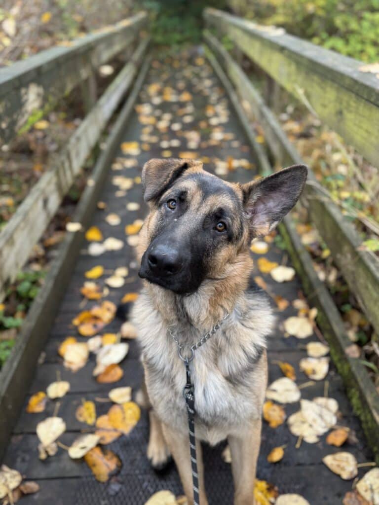 Maple - Mixed Breed available for adoption