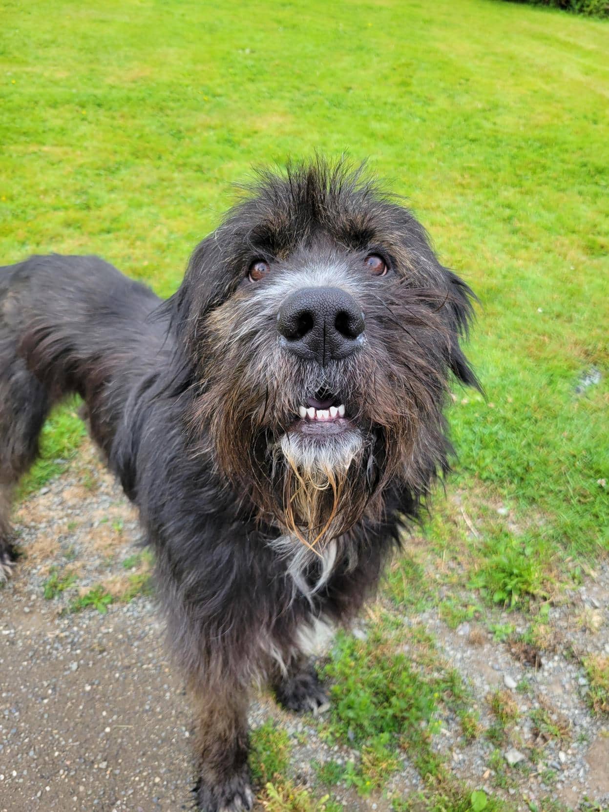 Barkley - Mixed Breed available for adoption at Langley Animal Protection Society in Vancouver