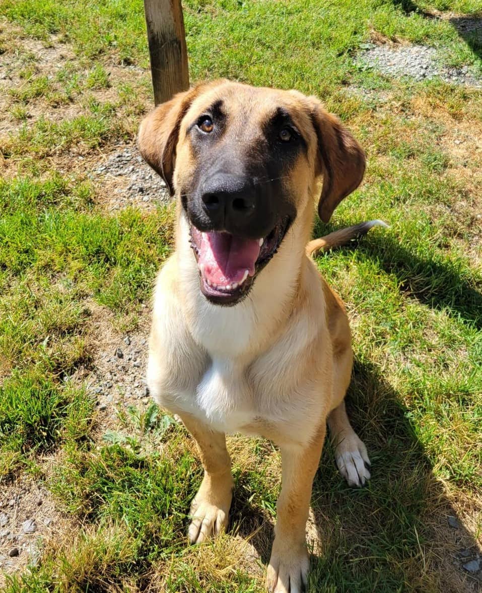 Deano - Mixed Breed available for adoption