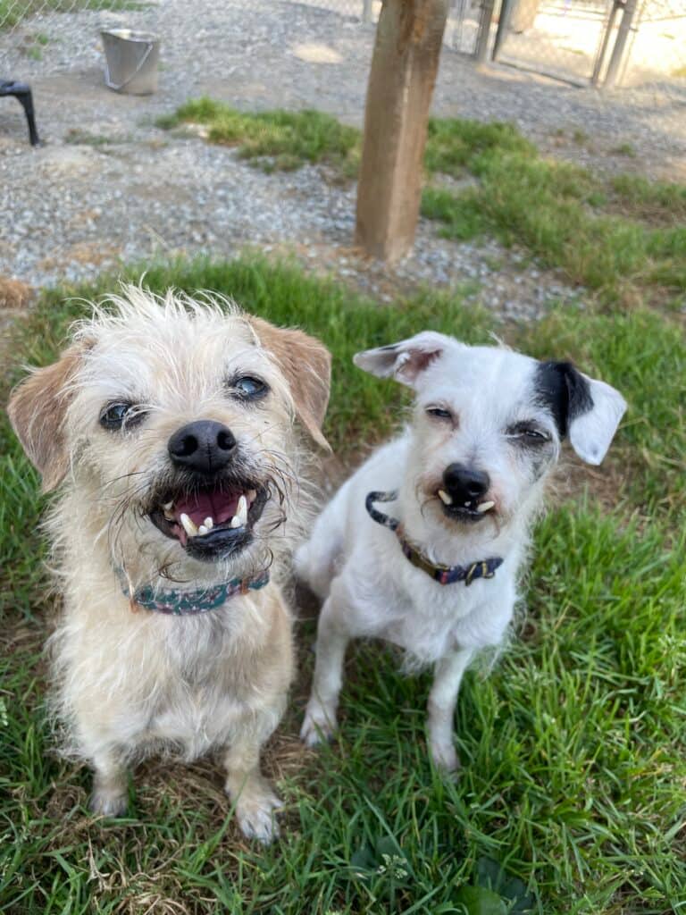 Lulu #40240 and Endako - Mixed Breed available for adoption at Langley Animal Protection Society in Vancouver