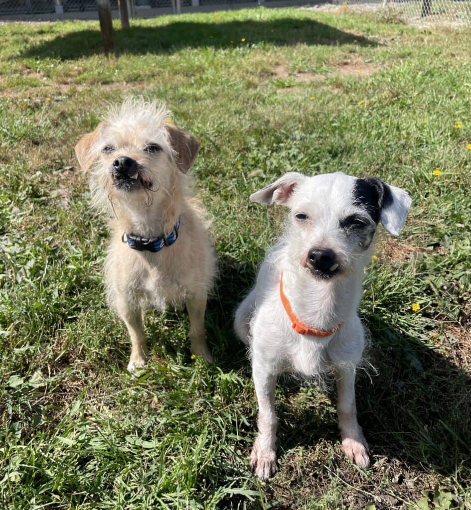 Lulu #40240 and Endako - Chihuahua / Jack Russell Terrier Mix available for adoption