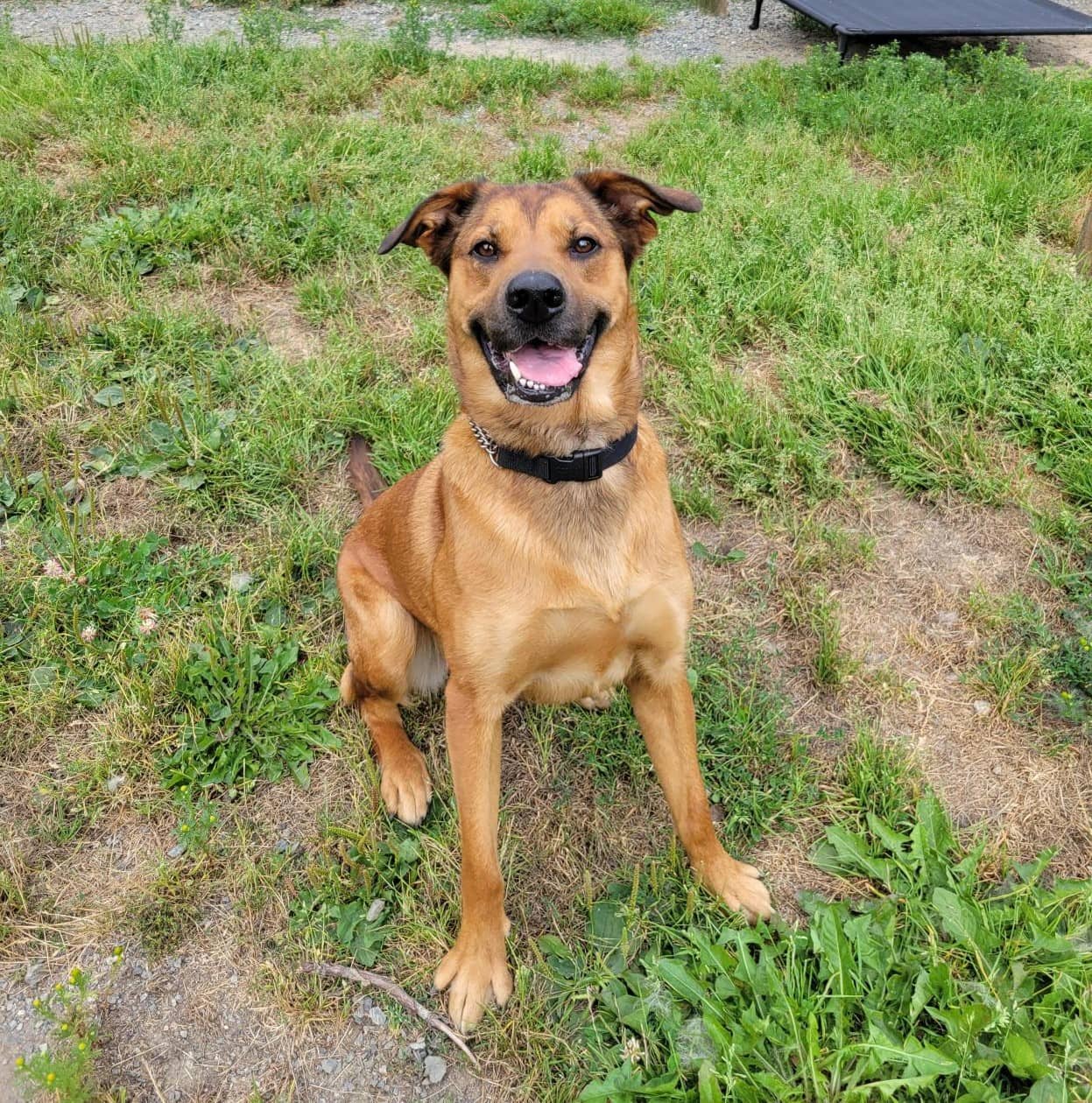 Shadow - Mixed Breed available for adoption at Langley Animal Protection Society in Vancouver