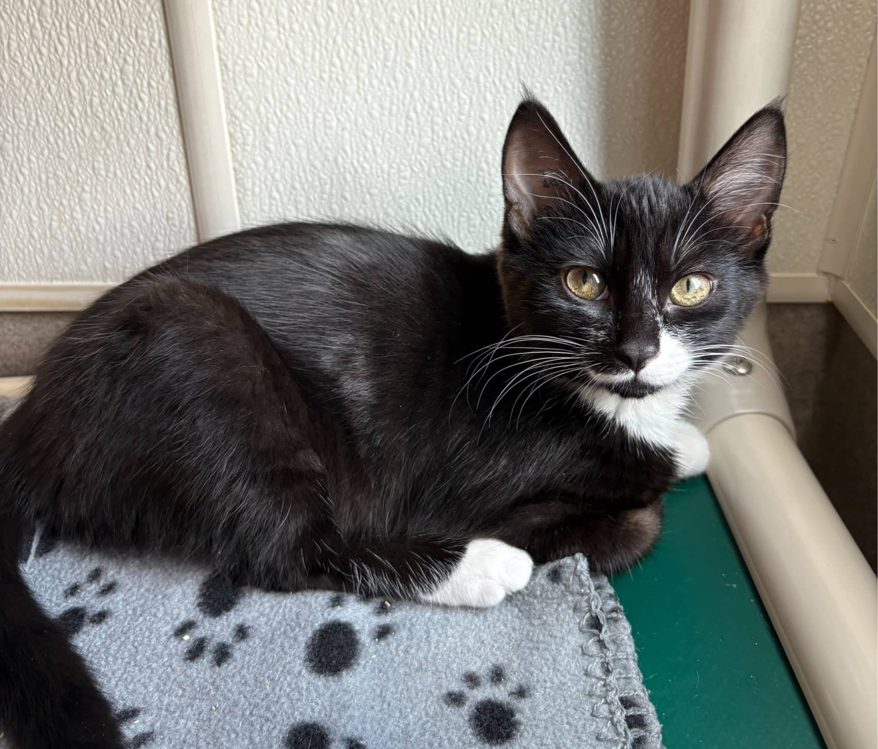 Alex - Domestic Shorthair cat available for adoption in Calgary