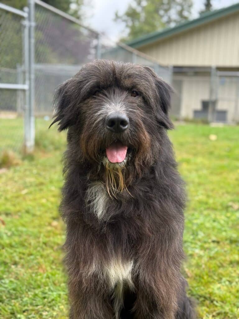 Barkley - Mixed Breed available for adoption