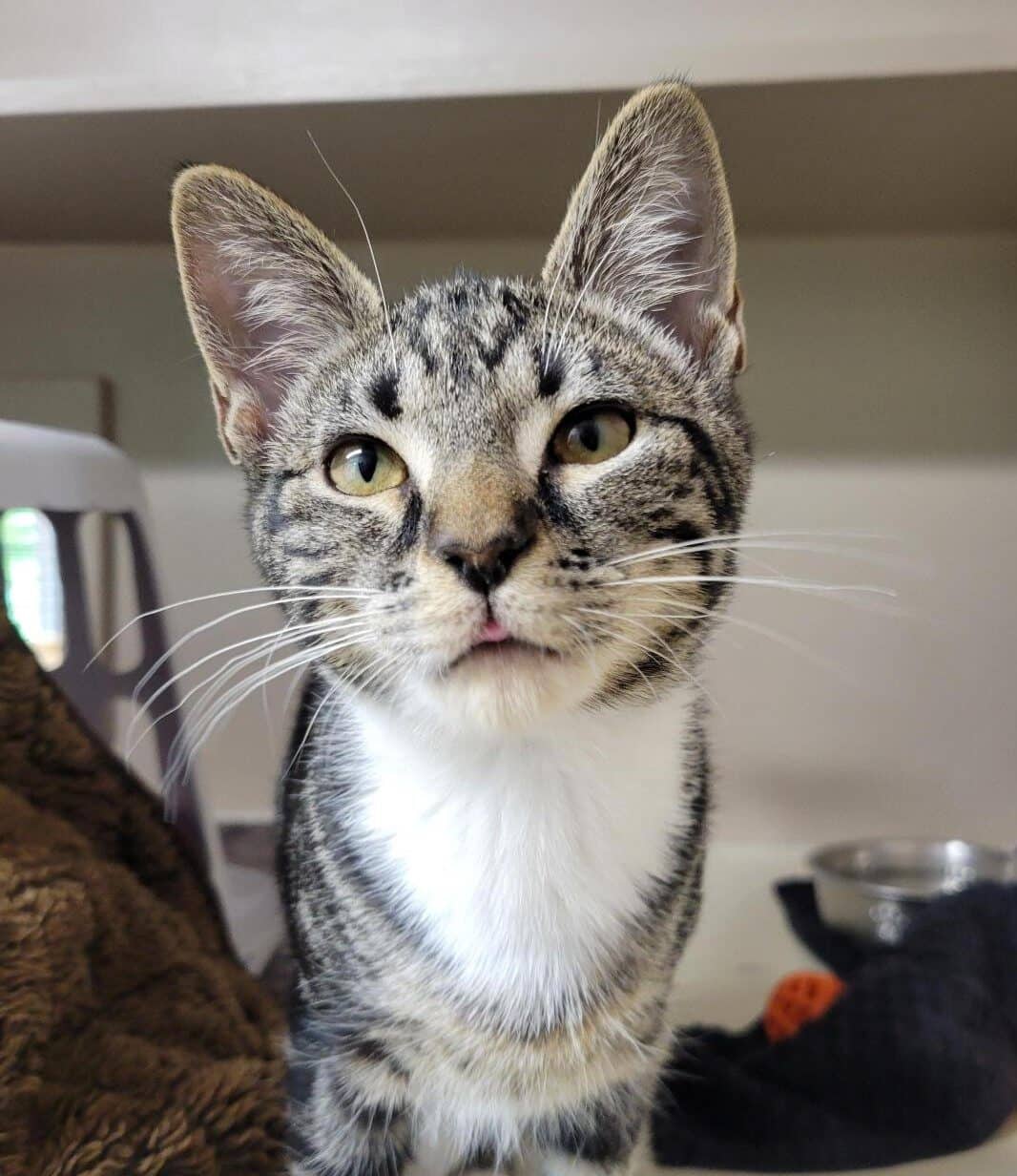 Brooke - Domestic Shorthair cat available for adoption at Langley Animal Protection Society in Vancouver