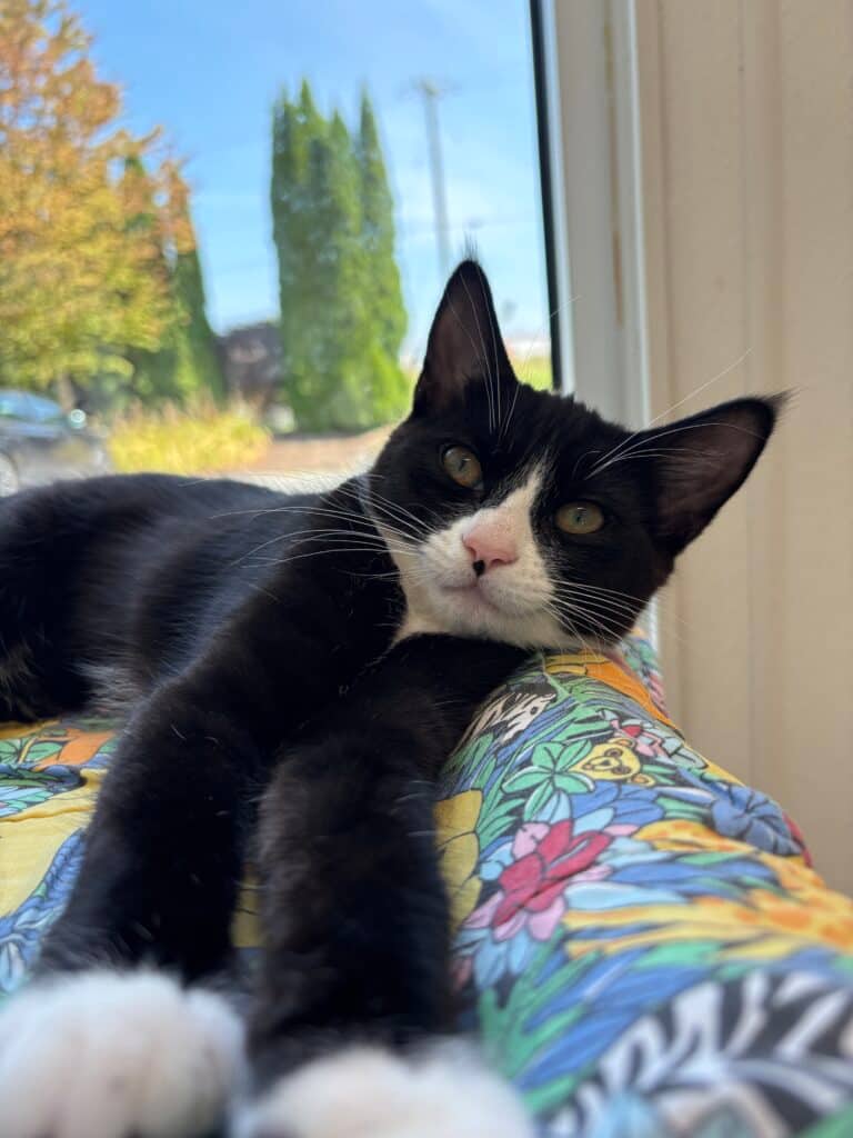 Clover - Domestic Shorthair cat available for adoption in Calgary