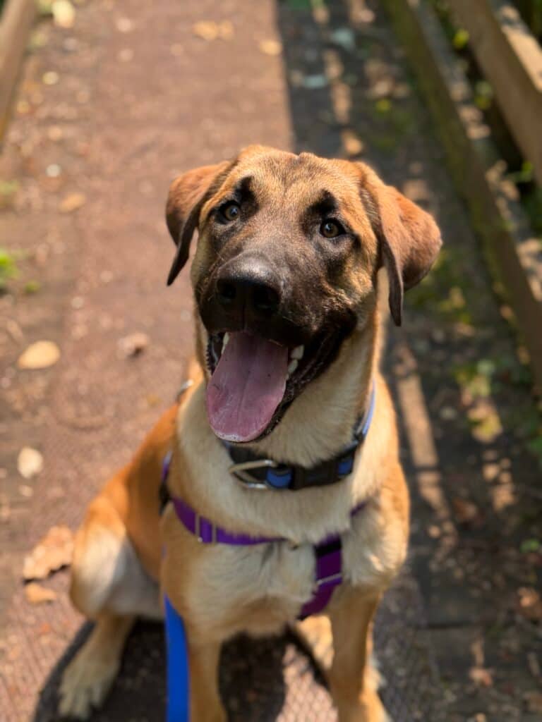 Luka - Mixed Breed available for adoption at Langley Animal Protection Society in Vancouver