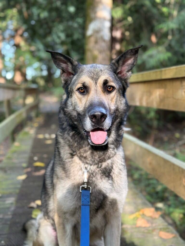Ranger - Mixed Breed available for adoption in British Columbia