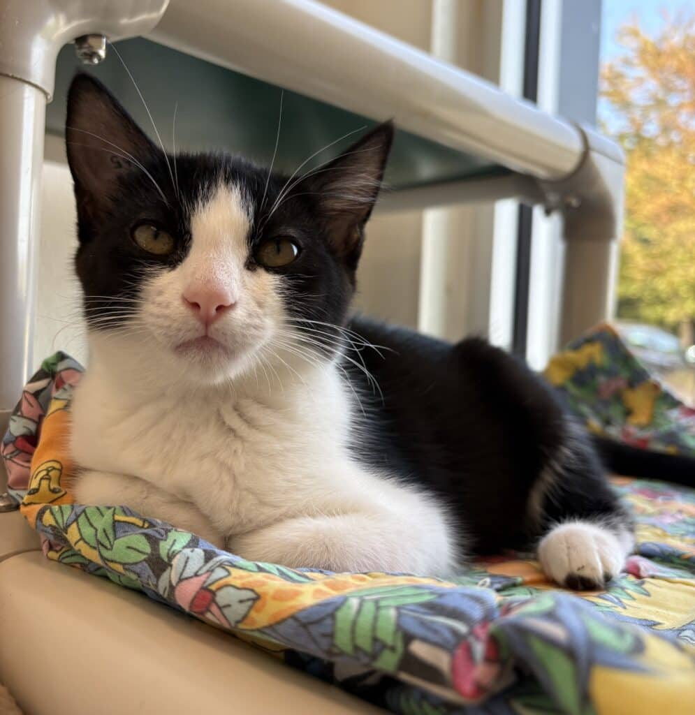 Sam - Domestic Shorthair cat available for adoption in Calgary