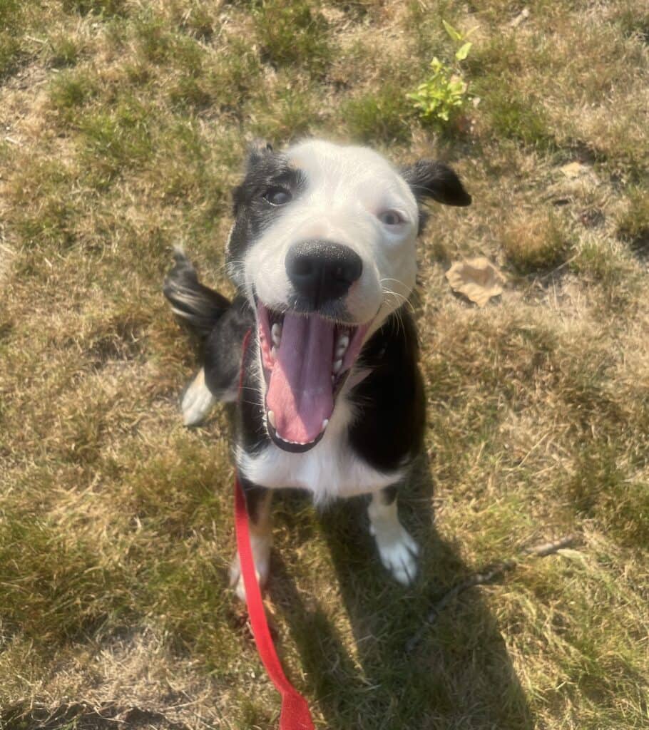 Winny - Mixed Breed available for adoption at Langley Animal Protection Society in Vancouver