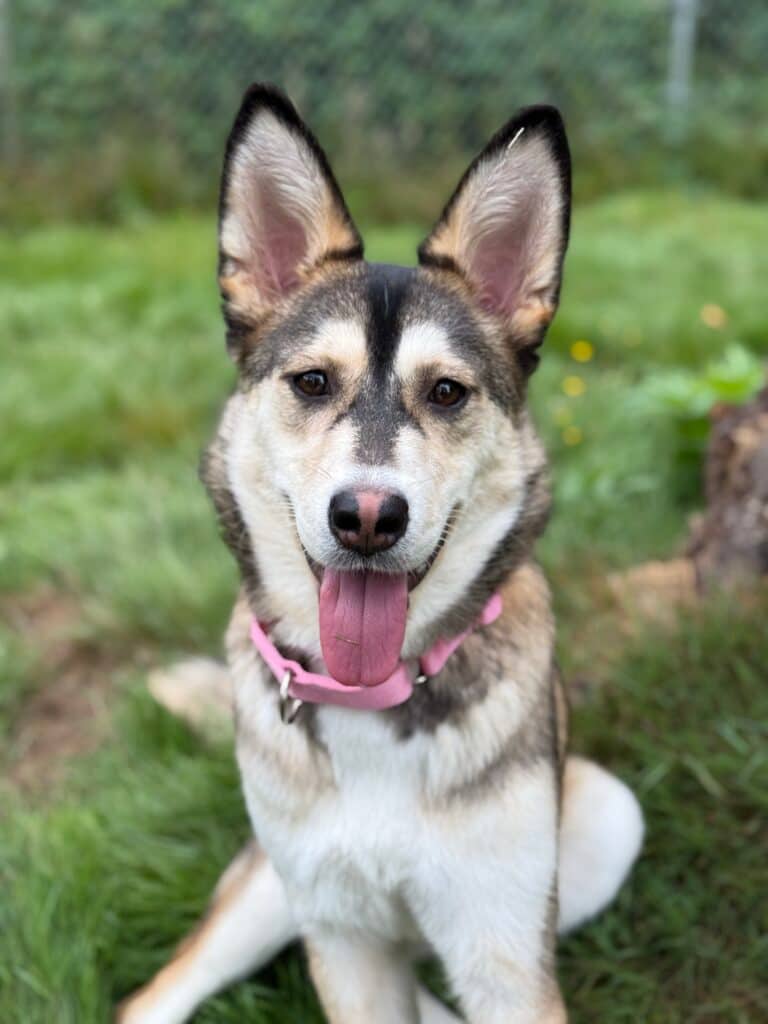Daisy - Mixed Breed available for adoption at Langley Animal Protection Society in Vancouver