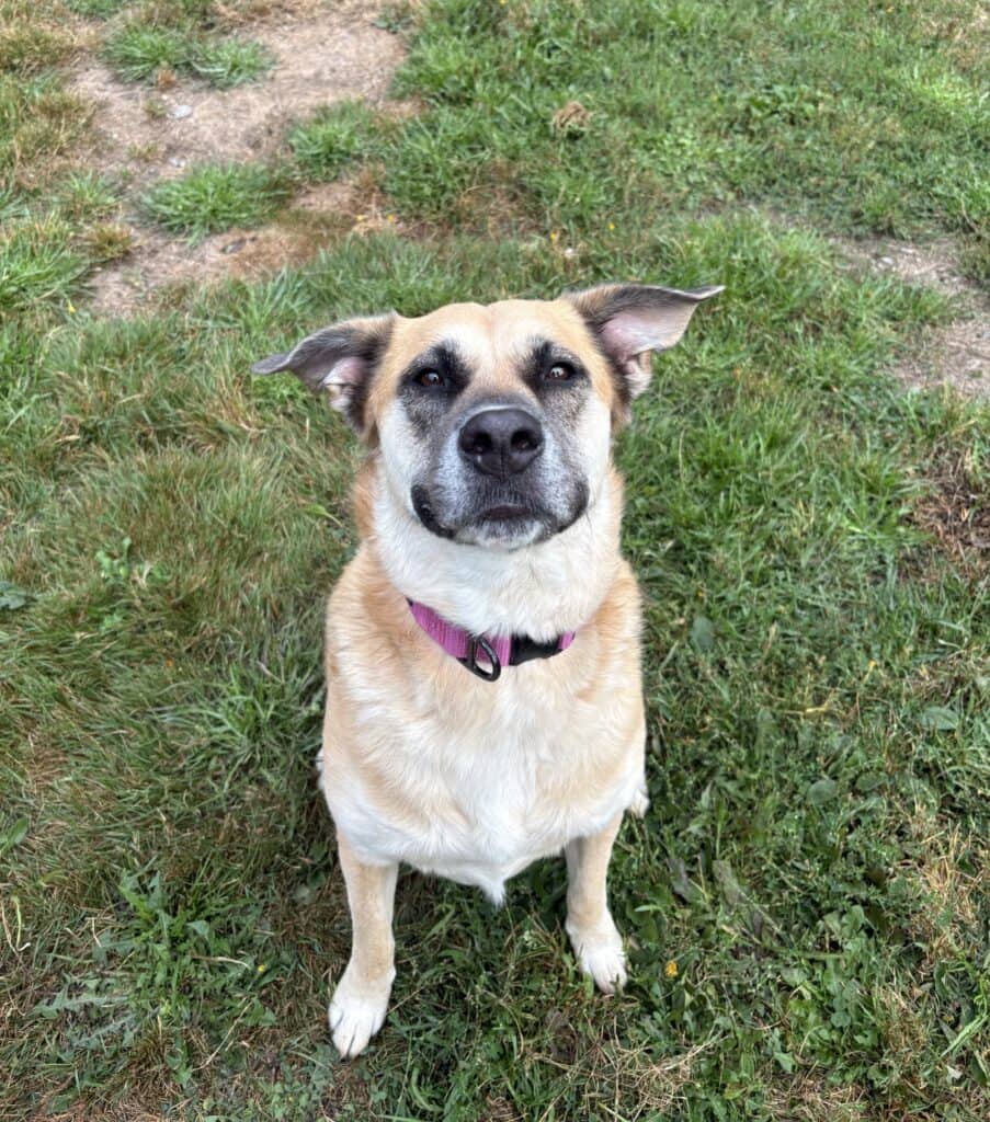 Kira - Mixed Breed available for adoption at Langley Animal Protection Society in Langley