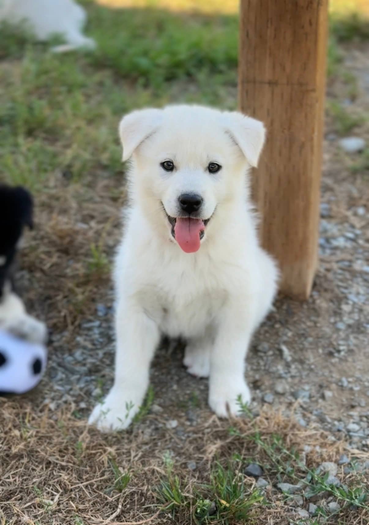 Mr. Haney - Mixed Breed available for adoption at Langley Animal Protection Society in Vancouver