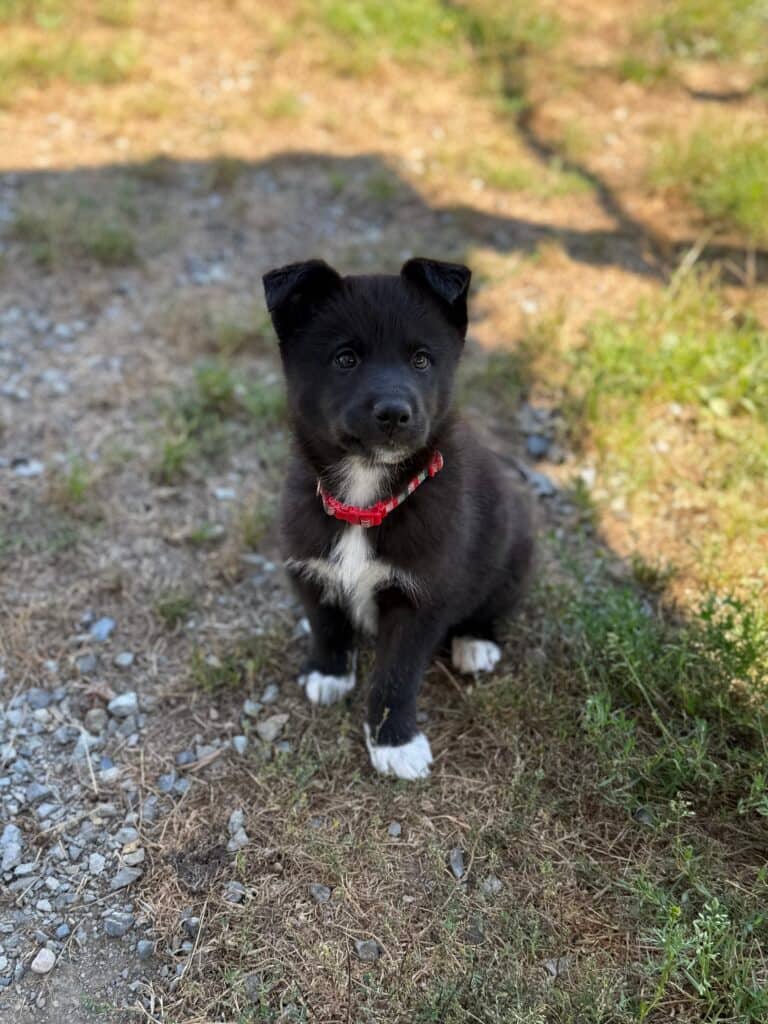 Mrs. Gleeson - Mixed Breed available for adoption at Langley Animal Protection Society in Langley