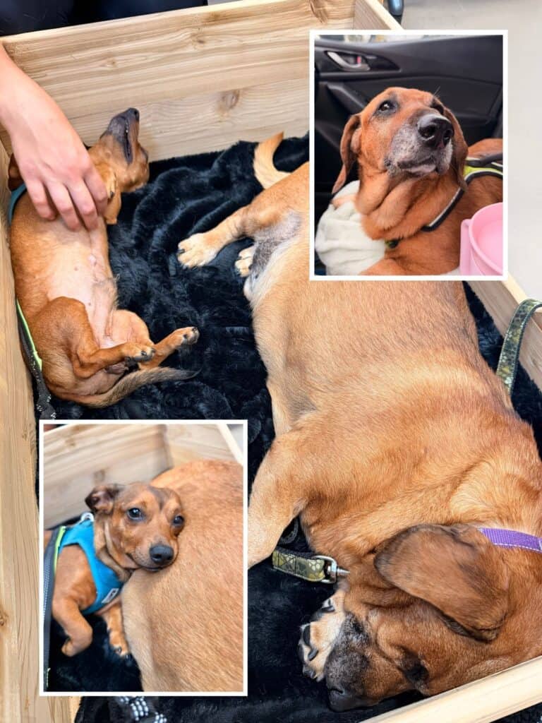 Goober #40311 & Ceaser - Mixed Breed available for adoption at Langley Animal Protection Society in Vancouver