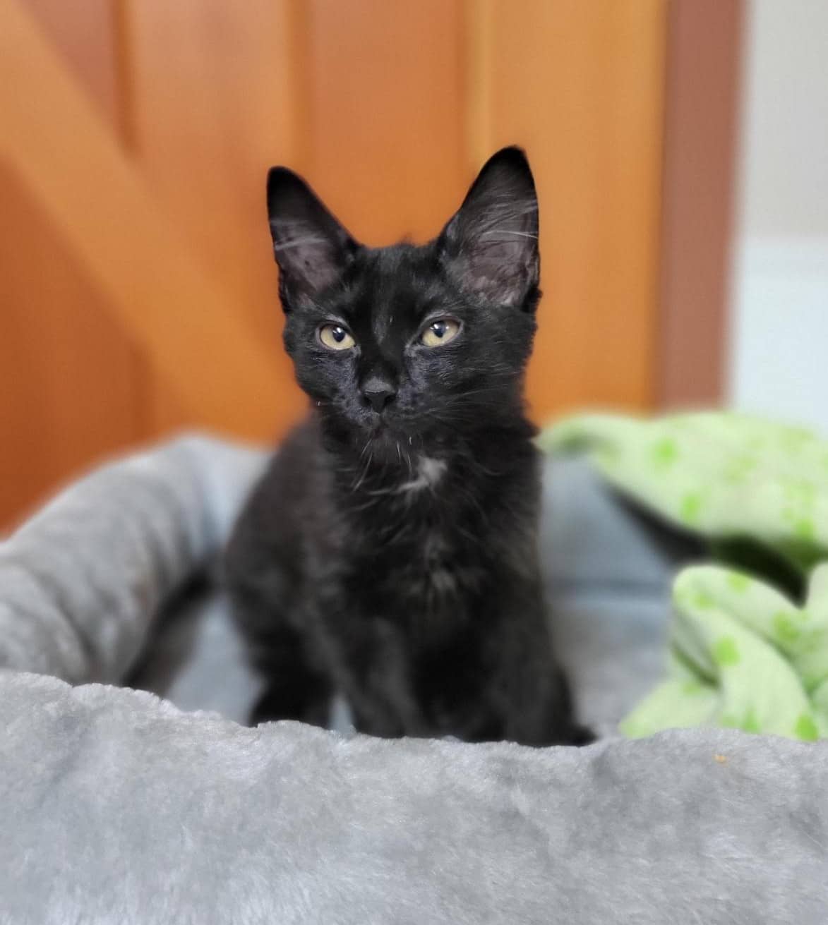 Zeek - Domestic Shorthair cat available for adoption at Langley Animal Protection Society in Vancouver