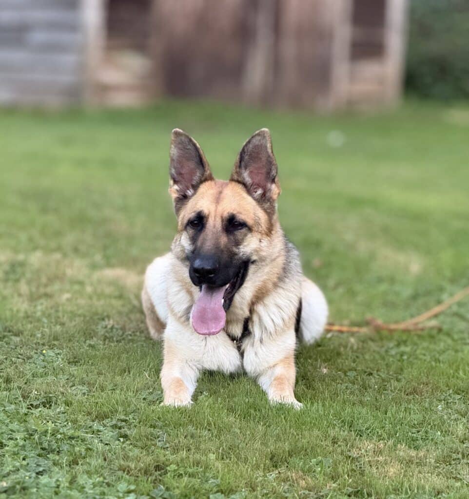 Alaya - Mixed Breed available for adoption