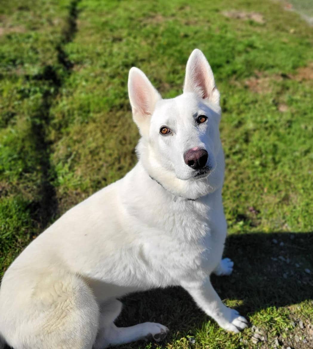 Draco - Mixed Breed available for adoption at Langley Animal Protection Society in Langley