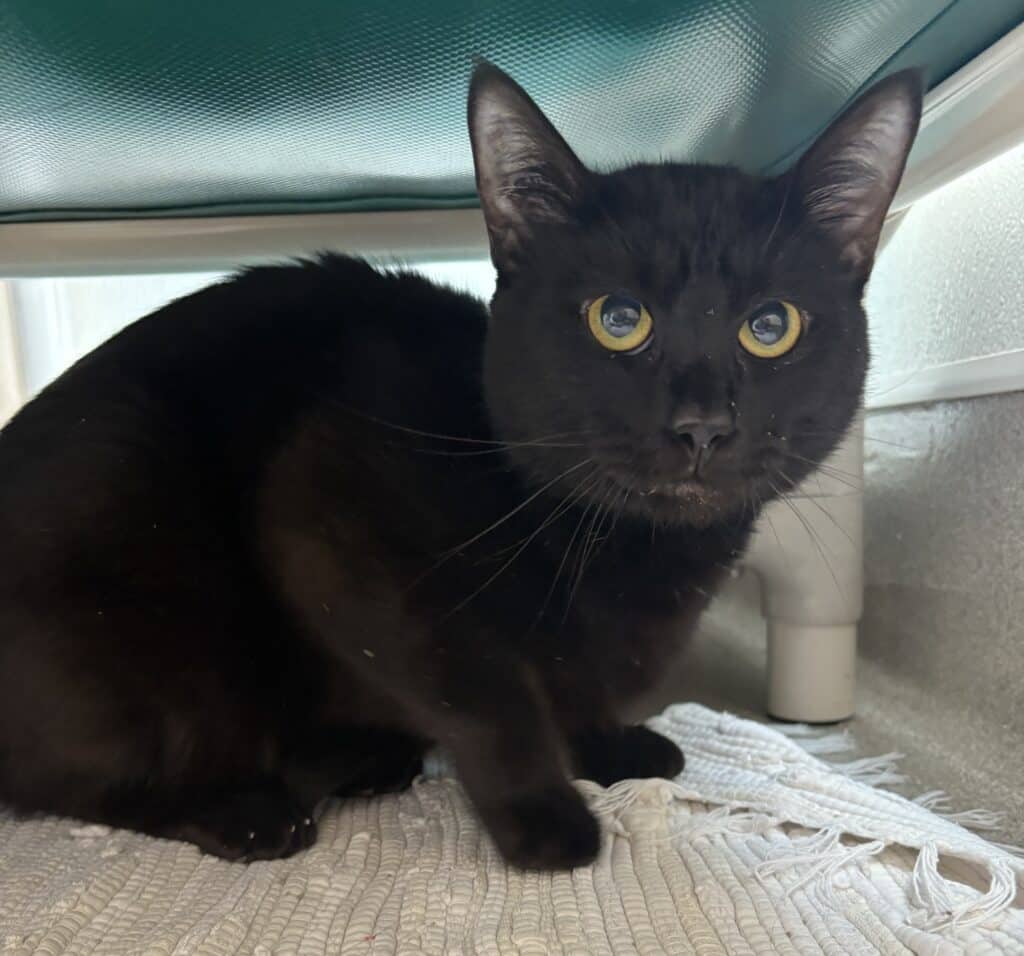 Froot Loop - Domestic Shorthair cat available for adoption at Langley Animal Protection Society in Langley