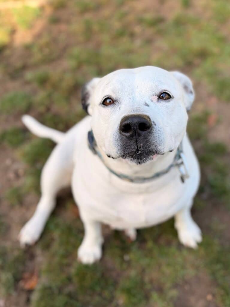 Bella - Mixed Breed available for adoption at Langley Animal Protection Society in Langley