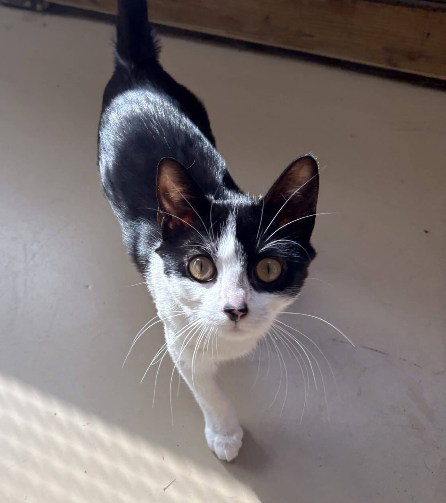 Spotty - Domestic Shorthair cat available for adoption at Langley Animal Protection Society in Langley