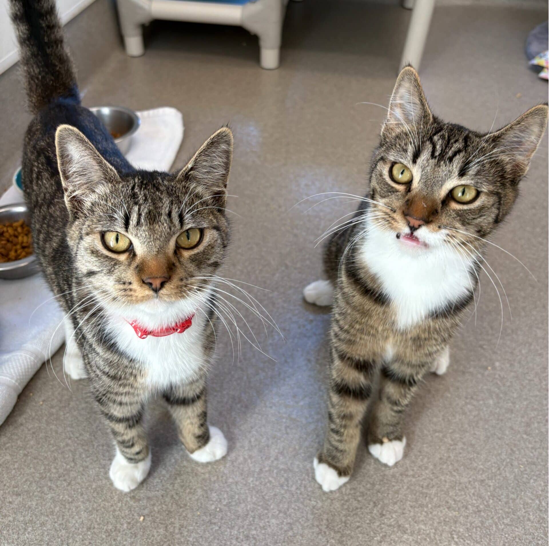 Tic #40483 and Tac - Domestic Shorthair cat available for adoption at Langley Animal Protection Society in Langley