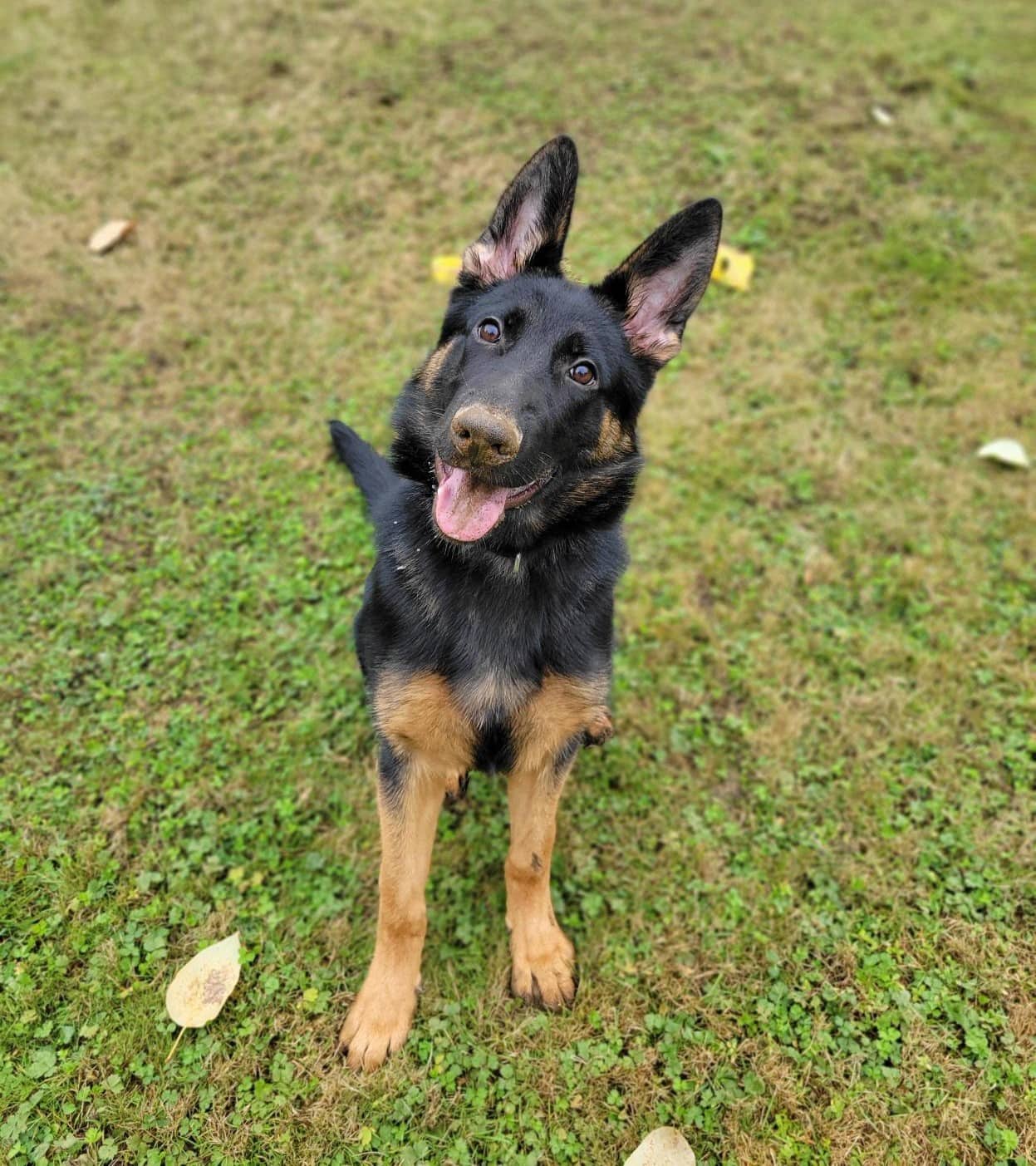 Timber - Mixed Breed available for adoption at Langley Animal Protection Society in Langley