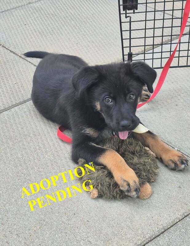 Karra - German Shepherd Cross available for adoption