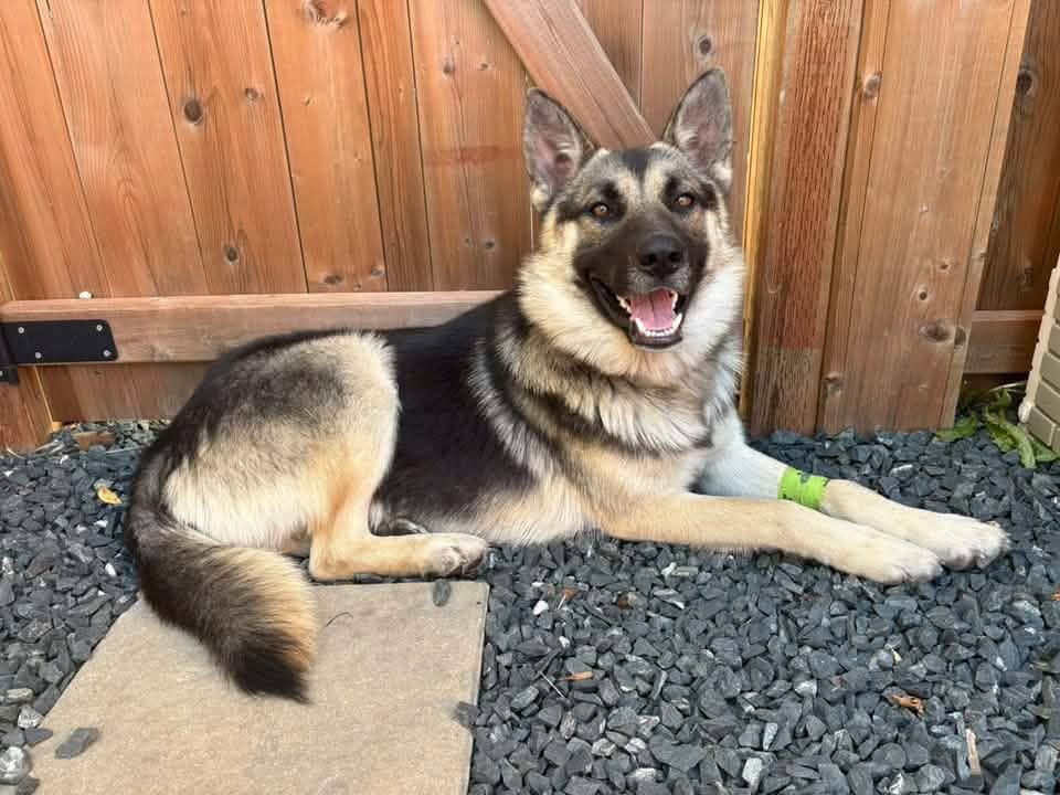 Fox - German Shepherd Cross available for adoption at Manitoba All Shepherd Rescue in Winnipeg