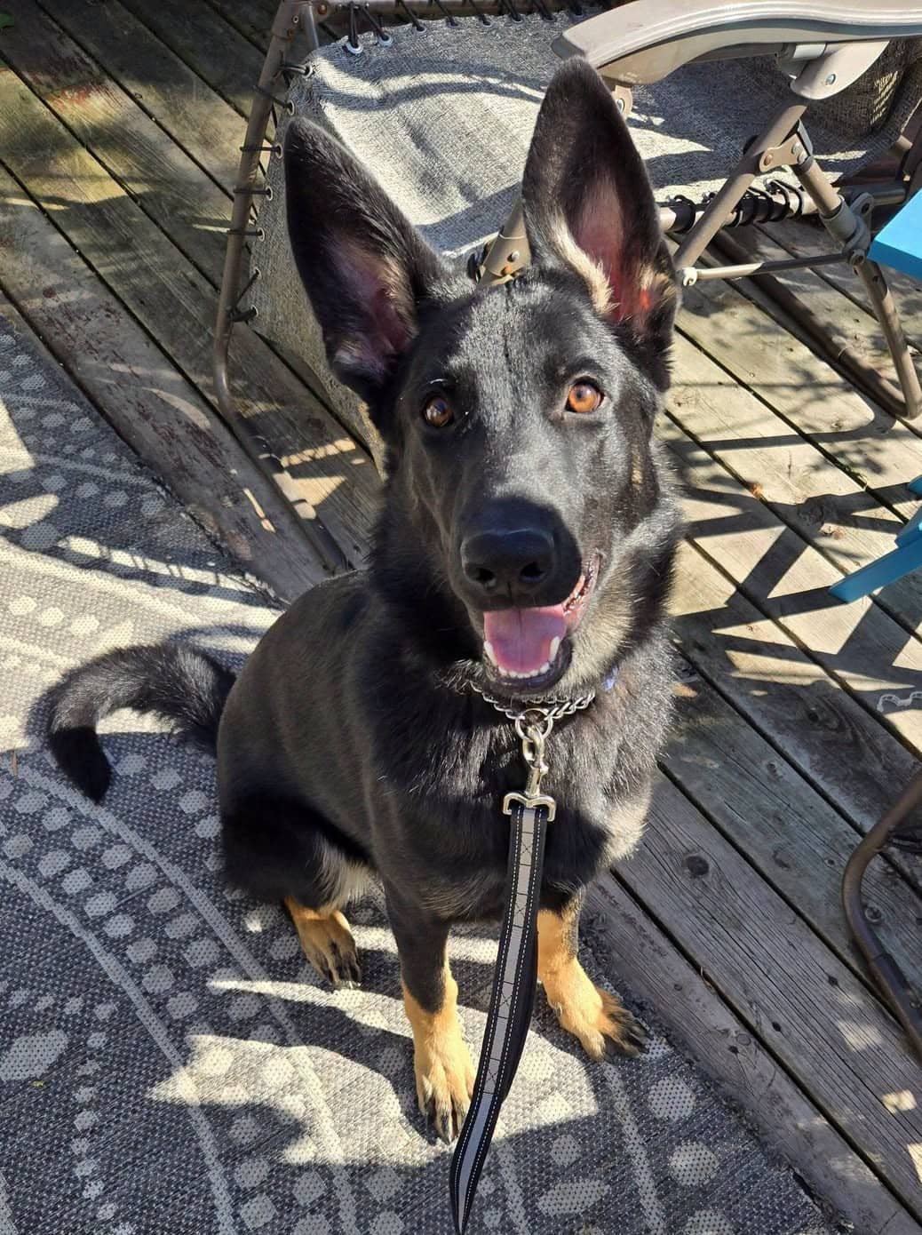 Jessie - German Shepherd Cross available for adoption at Manitoba All Shepherd Rescue in Winnipeg