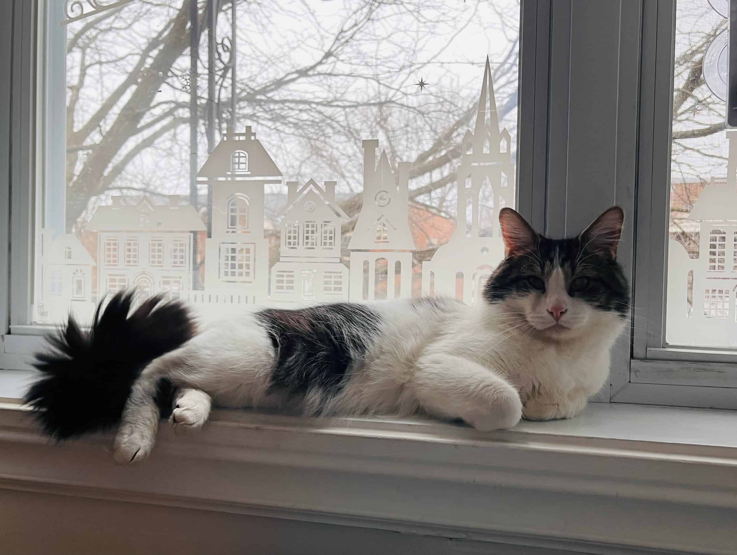 Croutard - Domestic Short Hair available for adoption