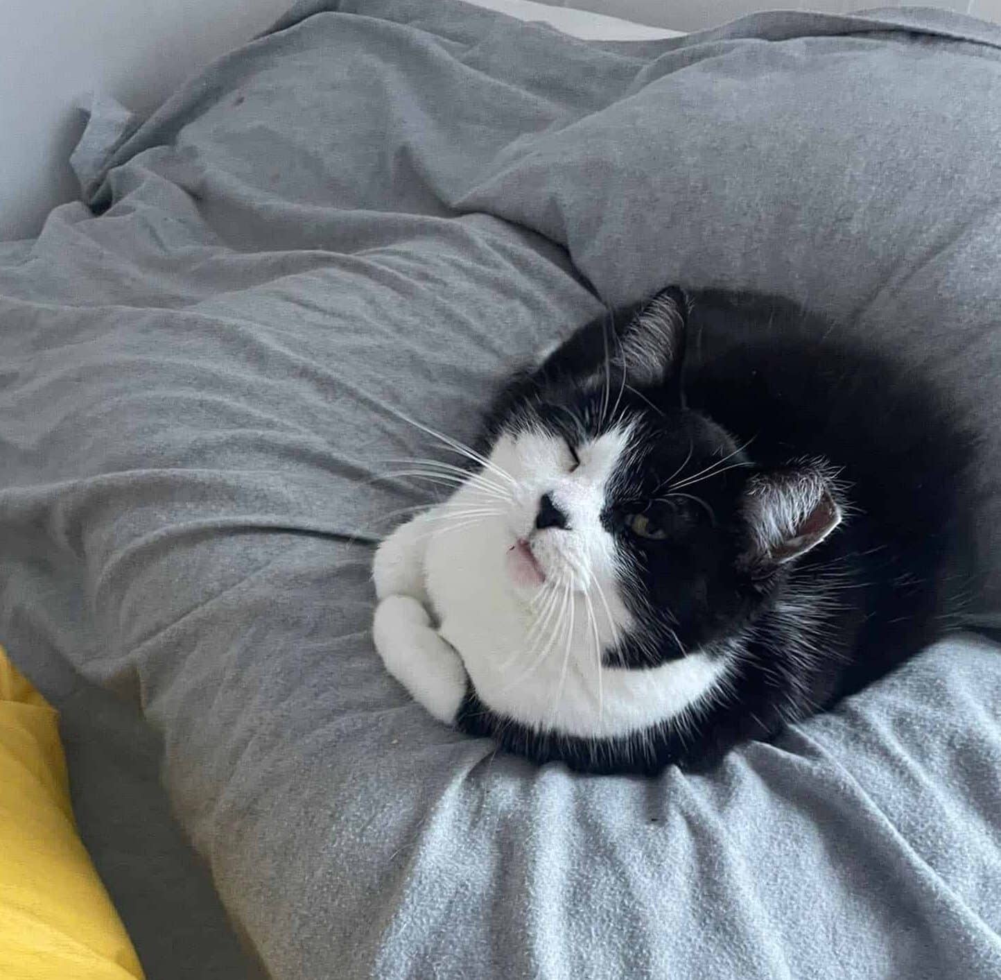 Charlee - Domestic Short Hair available for adoption