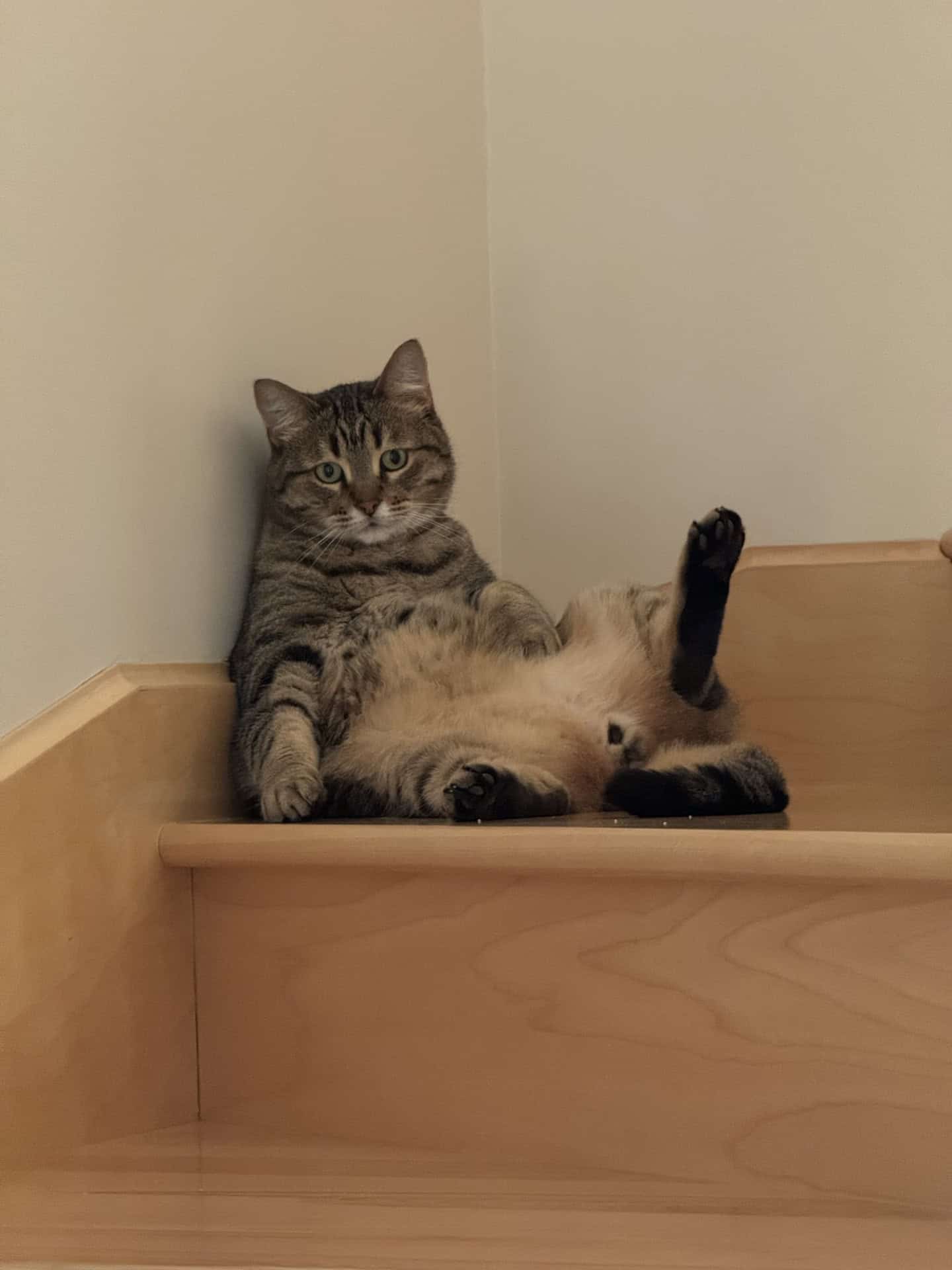 Tiger - Domestic Short Hair available for adoption