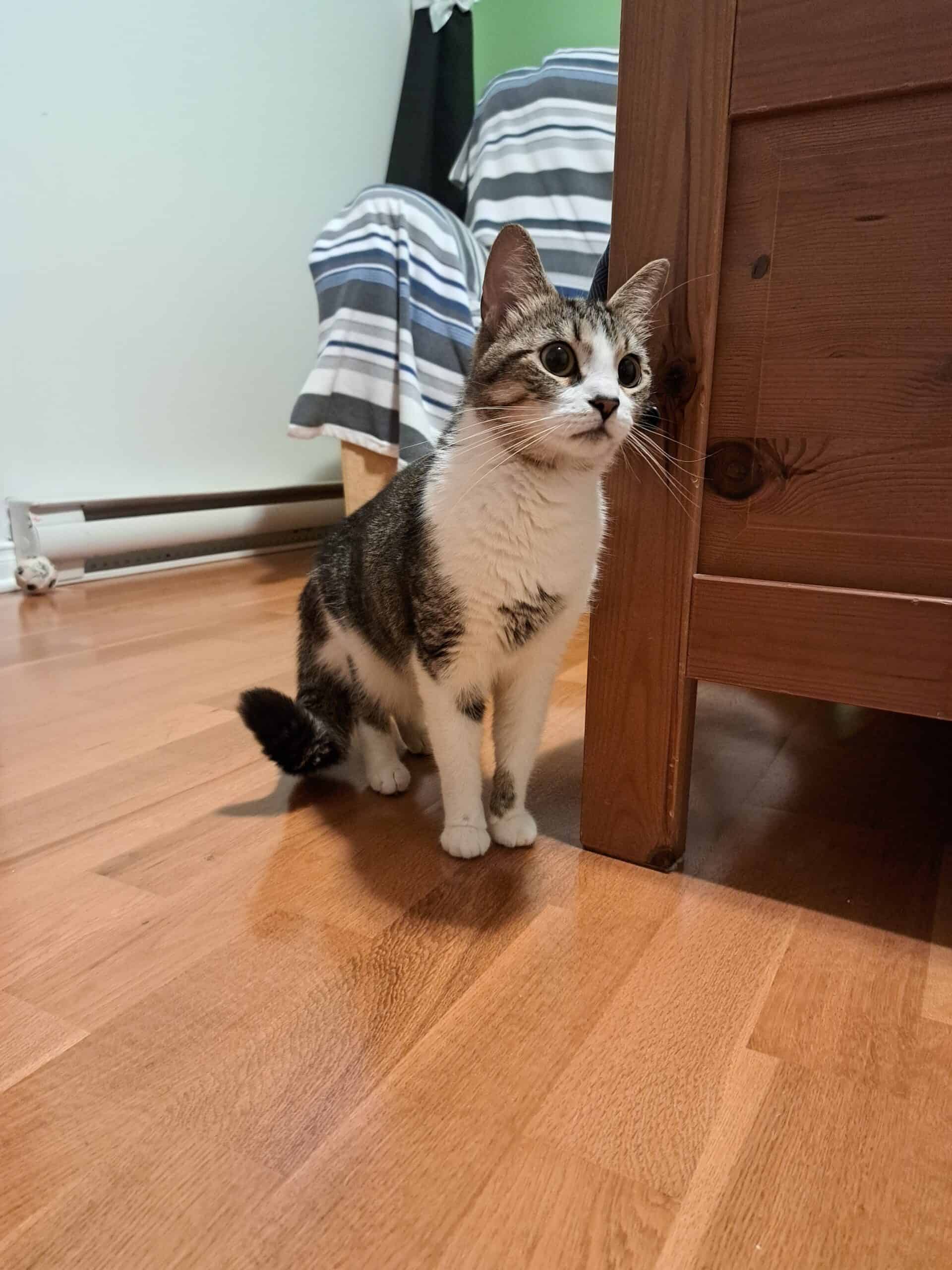 Stewie - Domestic Short Hair available for adoption