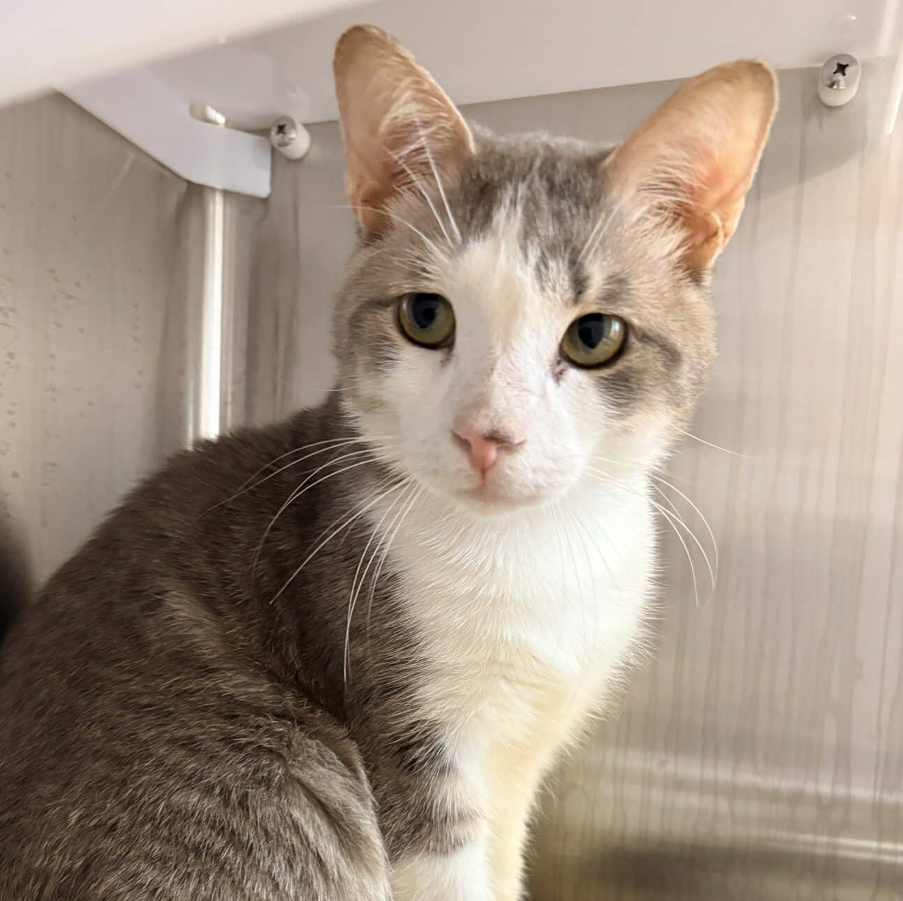 Berkélium - Domestic Short Hair available for adoption