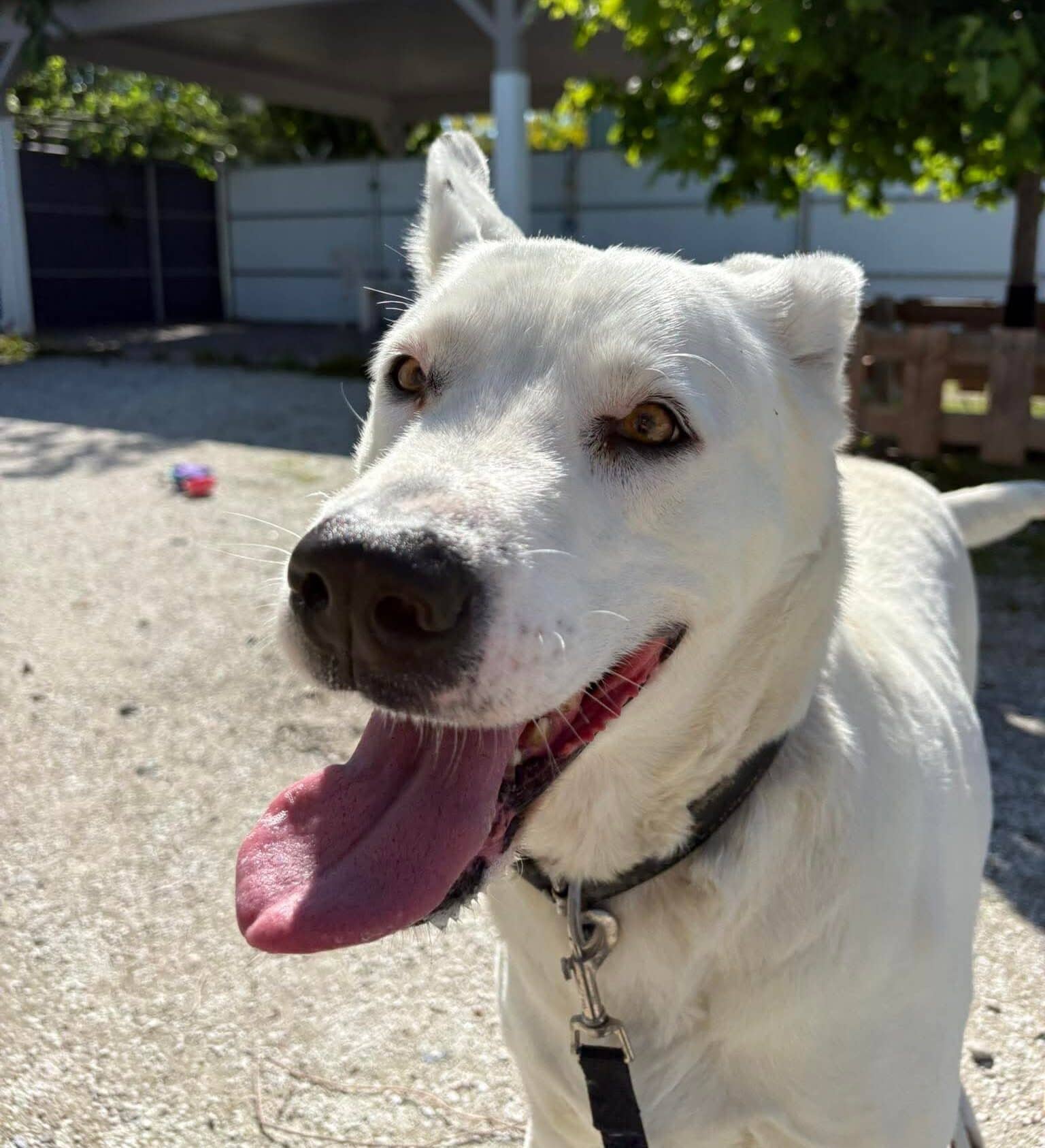Princesse - Mixed Breed available for adoption at Proanima in Boucherville