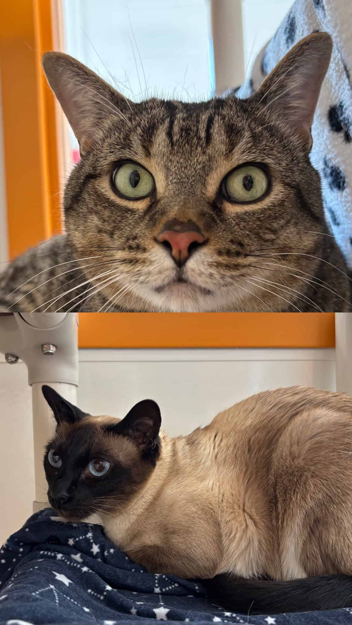 Violet et Zen - Siamese available for adoption
