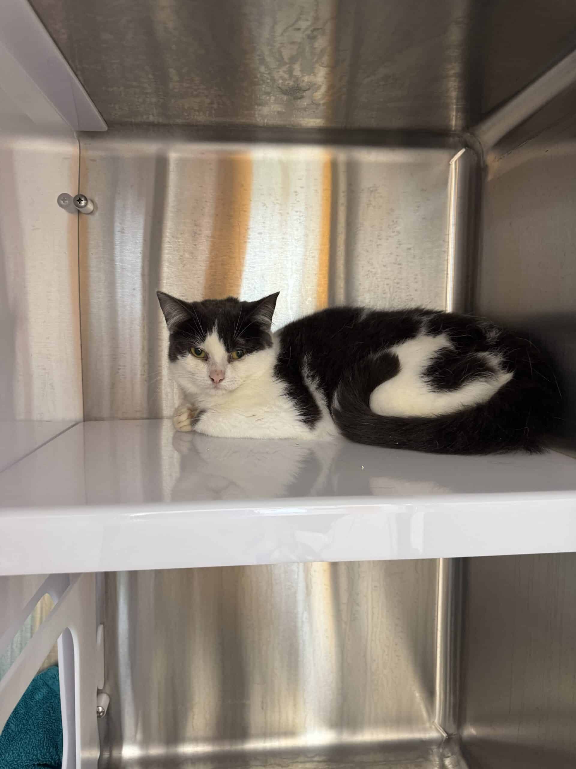 Cavolini - Domestic Short Hair available for adoption