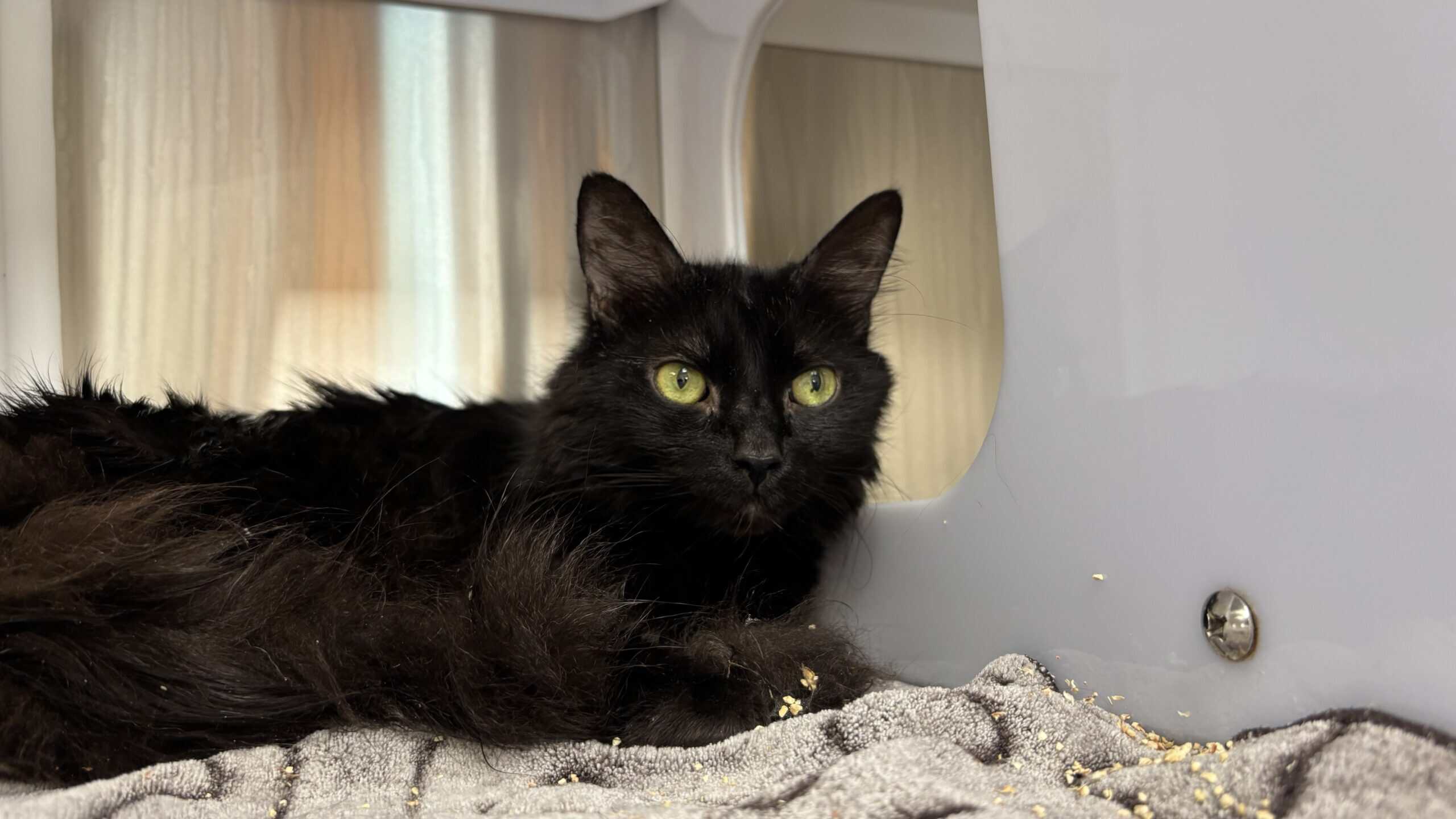 Mathieu - Domestic Short Hair cat available for adoption at Proanima in Boucherville