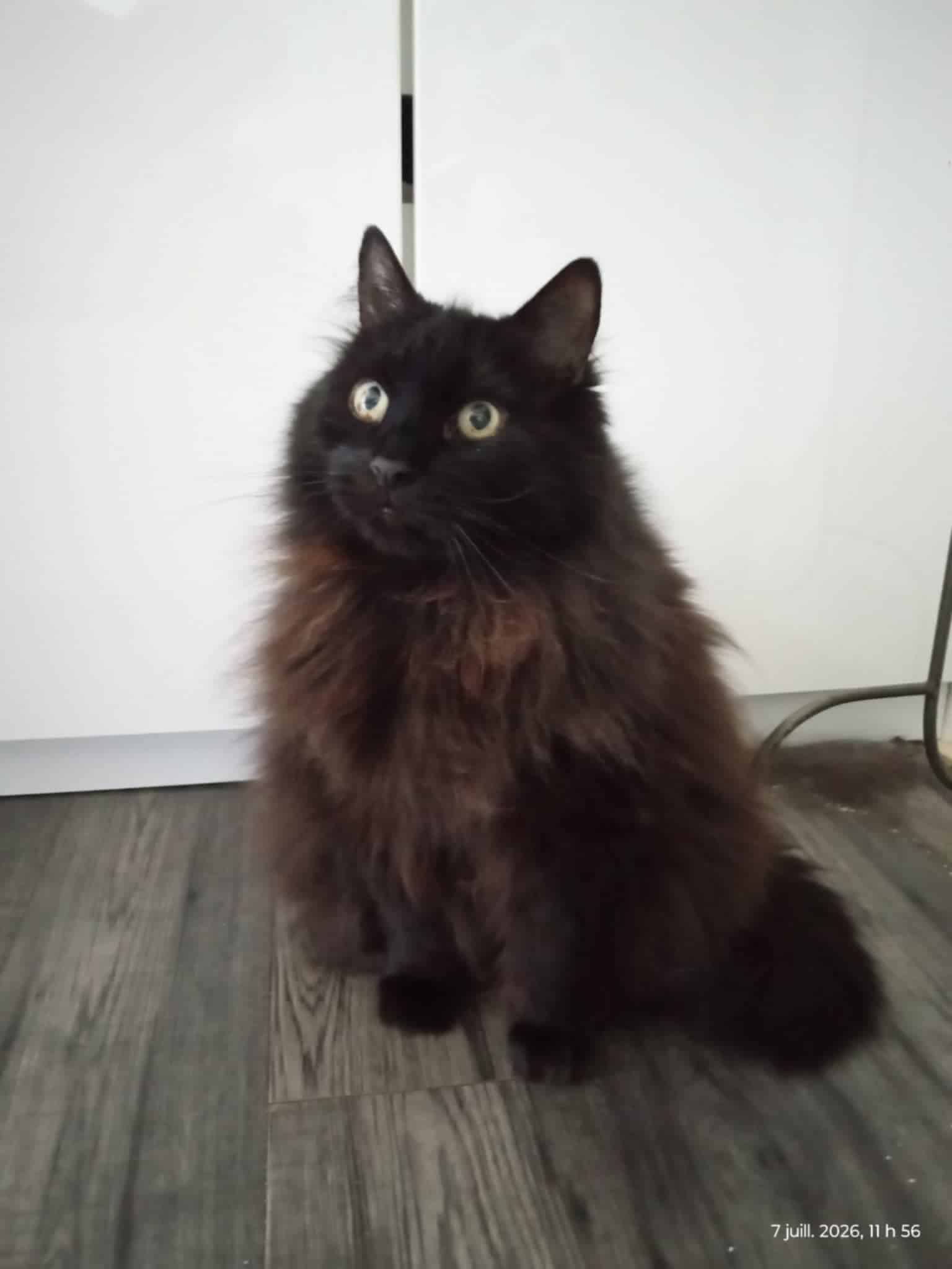 Obentu - Domestic Short Hair available for adoption