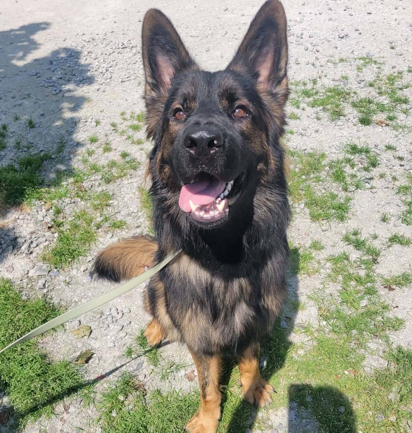 Ragnar - German Shepherd available for adoption
