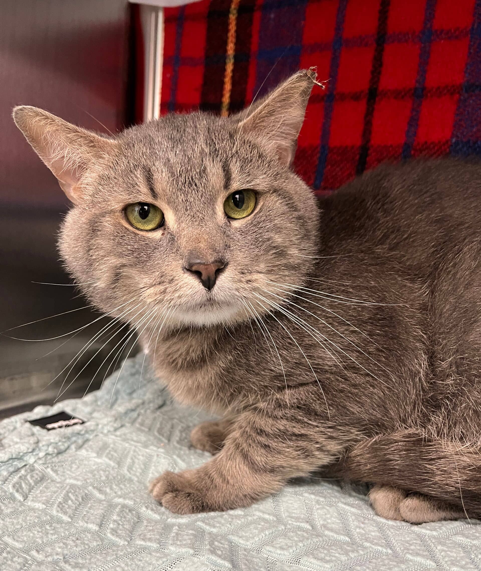 Fer - Domestic Short Hair cat available for adoption at Proanima in Boucherville