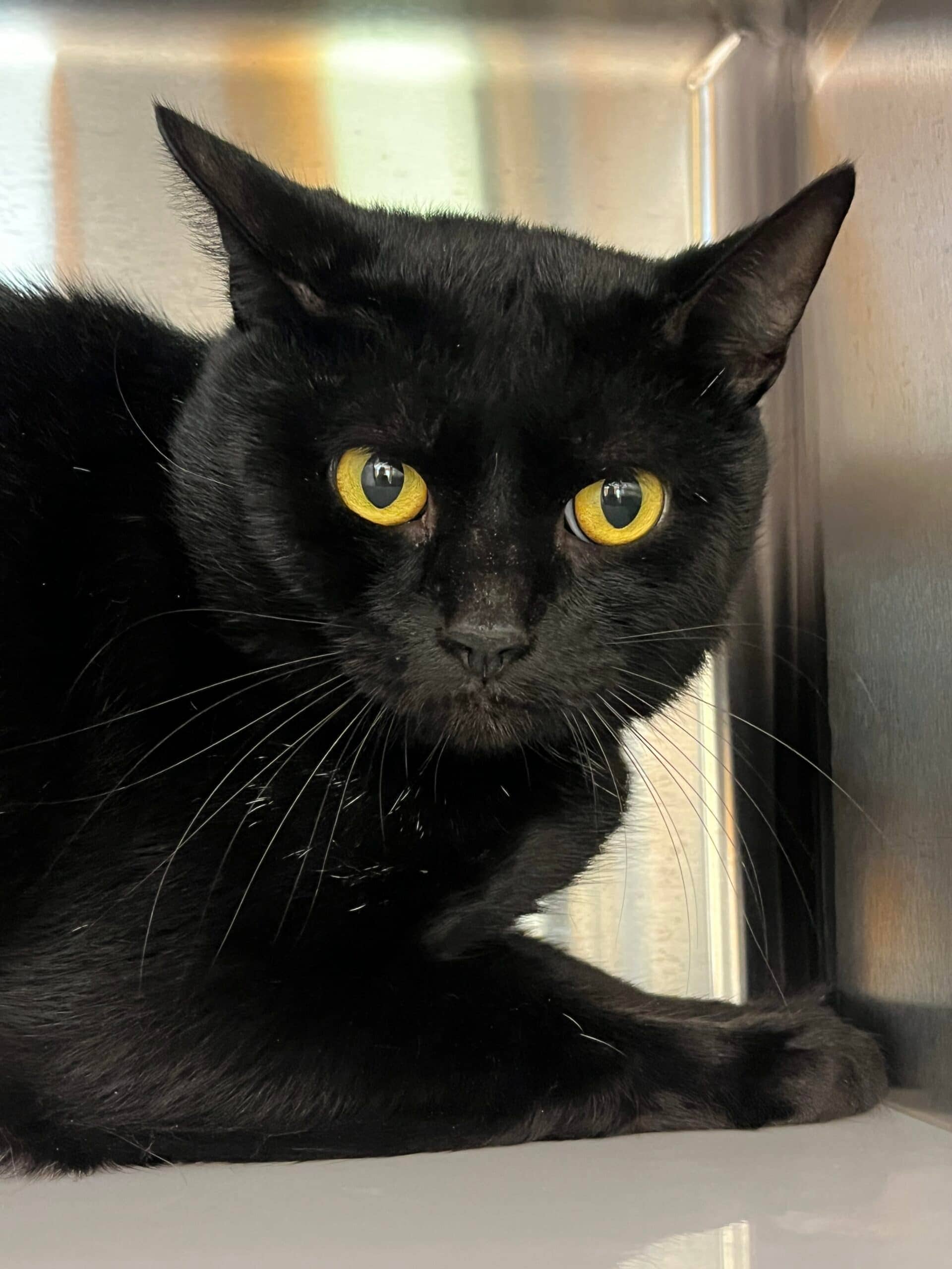 Mochi - Domestic Short Hair available for adoption