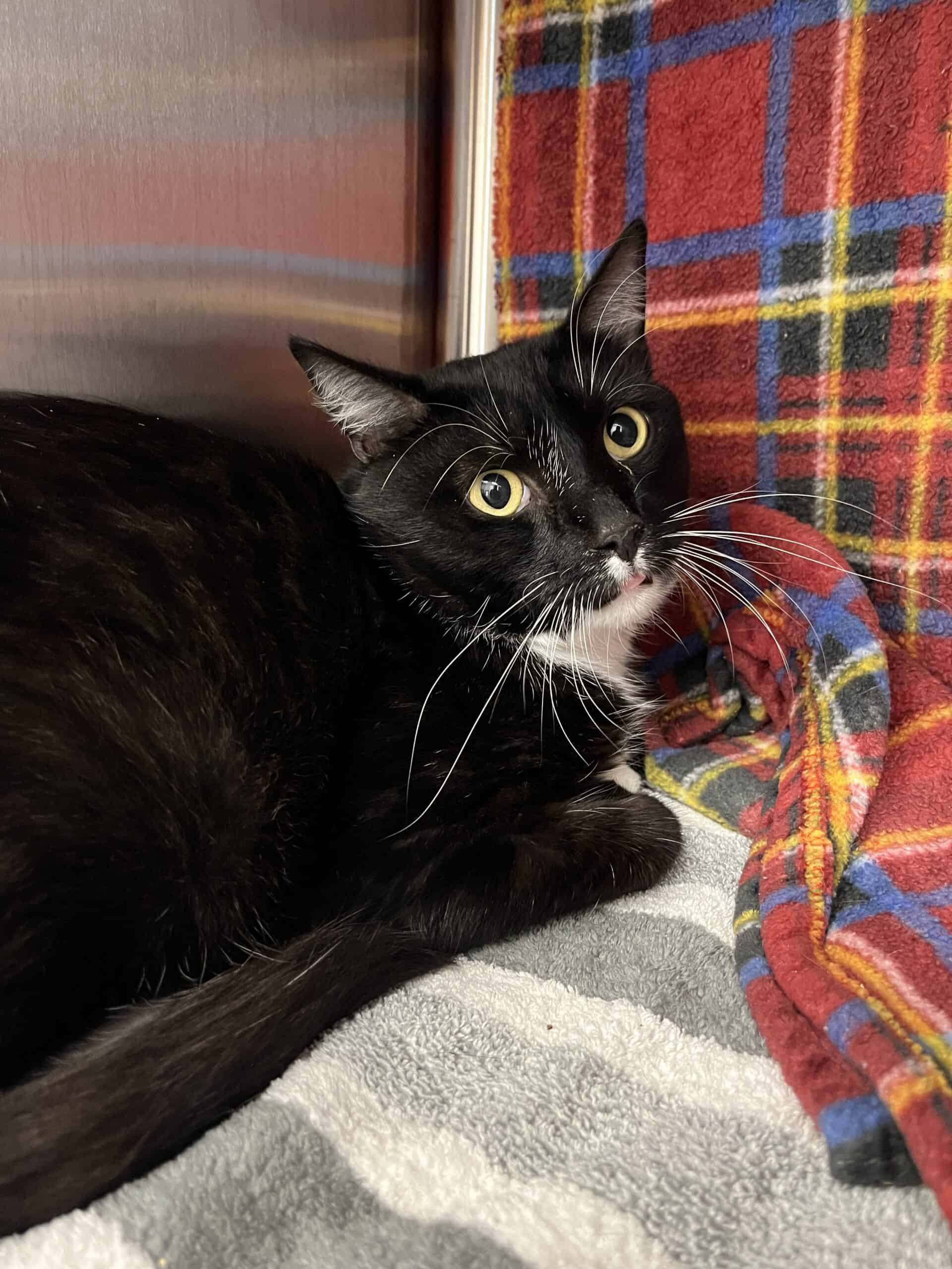 Michael - Domestic Short Hair available for adoption