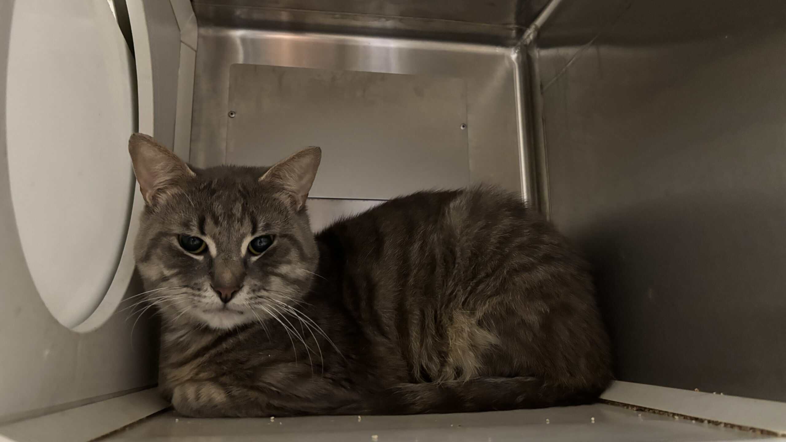 Rhodium - Domestic Short Hair available for adoption