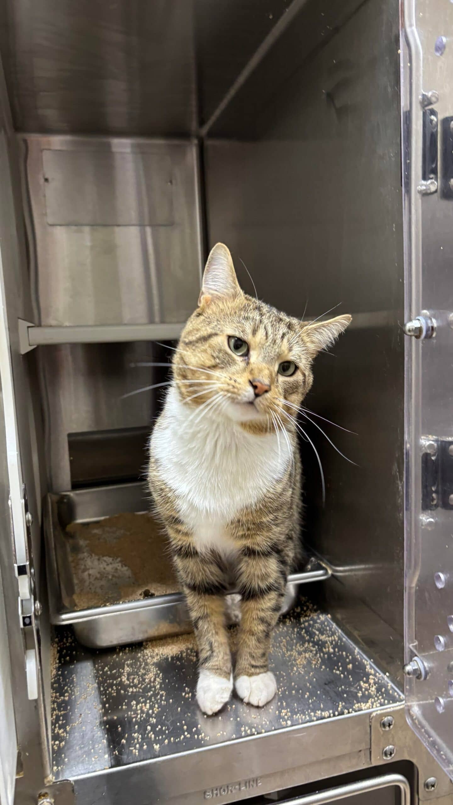 Tigro - Domestic Short Hair cat available for adoption at Proanima in Boucherville